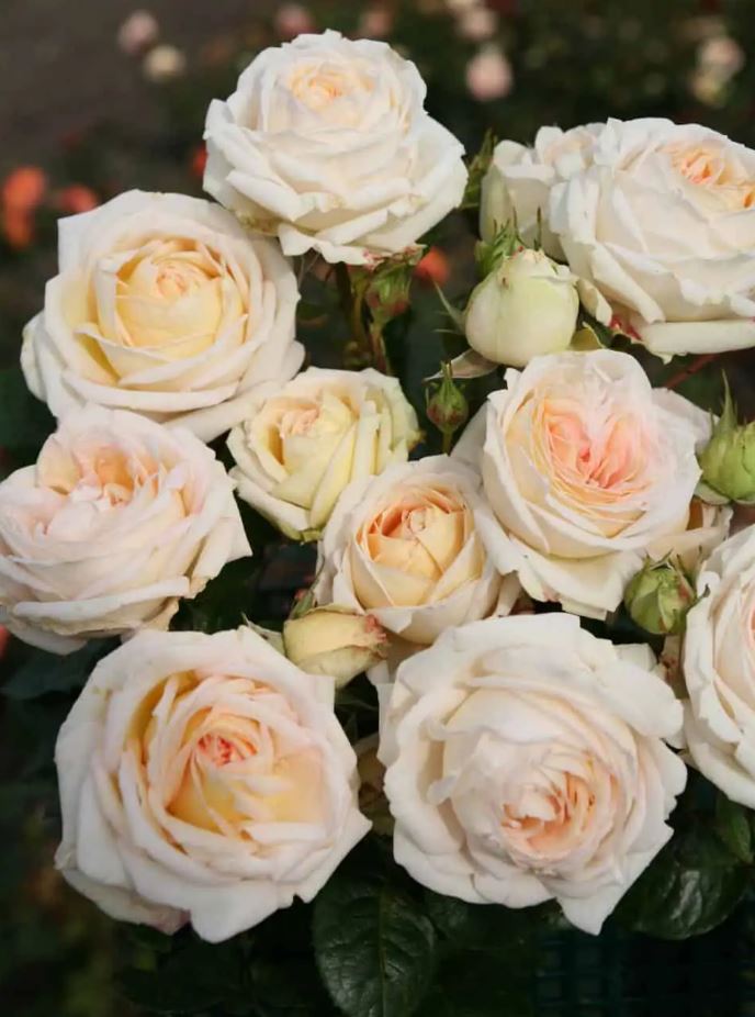 Rosa 'Madame Anisette'